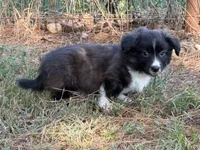 Brindle fluff , a male Cardigan Welsh Corgi and Pembroke Welsh Corgi for sale in Nashville, AR – 5 of 10