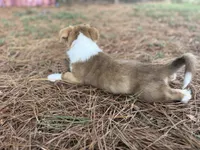 Live brindle , a male Cardigan Welsh Corgi and Pembroke Welsh Corgi for sale in Nashville, AR – 3 of 10