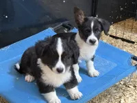 Ace- Fluffy, a male Cardigan Welsh Corgi for sale in Nashville, AR – 10 of 10
