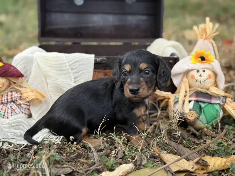 Long hair – Miniature Dachshund puppy for sale in Nashville, AR