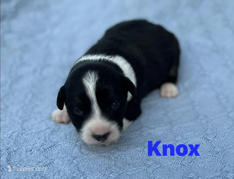 Knox – Cardigan Welsh Corgi puppy for sale in Nashville, AR