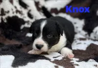 Knox, a male Cardigan Welsh Corgi for sale in Nashville, AR – 8 of 9