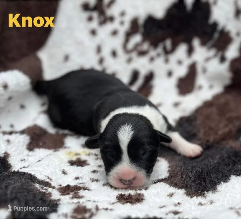 Knox – Cardigan Welsh Corgi puppy for sale in Nashville, AR