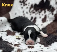 Knox, a male Cardigan Welsh Corgi for sale in Nashville, AR – 9 of 9