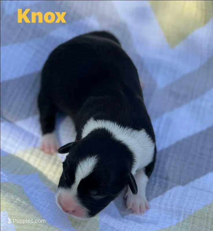 Knox – Cardigan Welsh Corgi puppy for sale in Nashville, AR