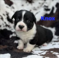 Knox, a male Cardigan Welsh Corgi for sale in Nashville, AR – 7 of 9