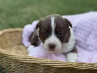 Liver Girl, a female Cardigan Welsh Corgi and Pembroke Welsh Corgi for sale in Nashville, AR – 3 of 3