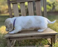 Blondie~ purple, a female Miniature Dachshund for sale in Nashville, AR – 6 of 10
