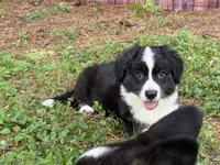 Ace- Fluffy, a male Cardigan Welsh Corgi for sale in Nashville, AR – 6 of 10