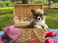 Fluff Full AKC, a female Pembroke Welsh Corgi for sale in Nashville, AR – 4 of 10