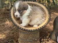 Sable bluie fluff AKC, a female Pembroke Welsh Corgi for sale in Nashville, AR – 2 of 5