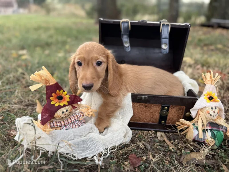 Dark cream  – Miniature Dachshund puppy for sale in Nashville, AR