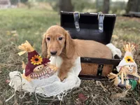 Oscar~ Dark cream , a male Miniature Dachshund for sale in Nashville, AR – 1 of 10