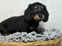 Tucker, a male Miniature Dachshund for sale in Nashville, AR – Photo 5 of 7