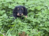 Tucker, a male Miniature Dachshund for sale in Nashville, AR – Photo 7 of 7