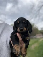 Tucker, a male Miniature Dachshund for sale in Nashville, AR – Photo 2 of 7