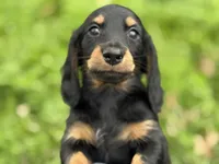 Tucker, a male Miniature Dachshund for sale in Nashville, AR – Photo 4 of 7