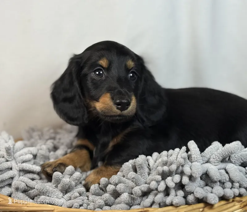 Tucker – Miniature Dachshund puppy for sale in Nashville, AR