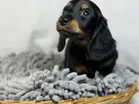 Tucker, a male Miniature Dachshund for sale in Nashville, AR – Photo 6 of 7