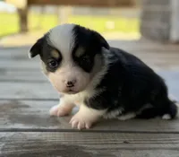 Marky, a male Pembroke Welsh Corgi for sale in Nashville, AR – Photo 1 of 2