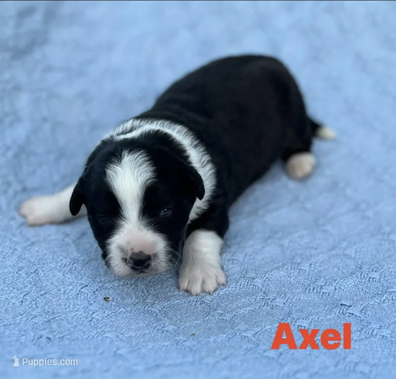 Axel – Cardigan Welsh Corgi puppy for sale in Nashville, AR