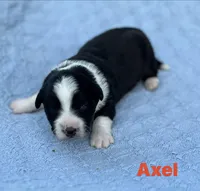 Axel- Fluffy, a male Cardigan Welsh Corgi for sale in Nashville, AR – 2 of 5