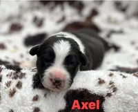 Axel- Fluffy, a male Cardigan Welsh Corgi for sale in Nashville, AR – 3 of 5