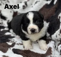 Axel- Fluffy, a male Cardigan Welsh Corgi for sale in Nashville, AR – 5 of 5