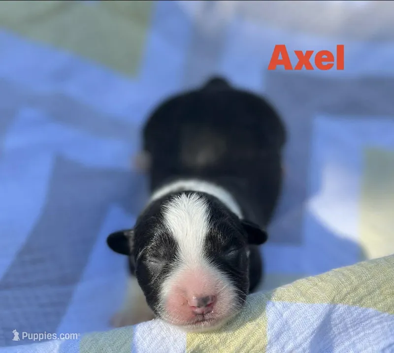 Axel – Cardigan Welsh Corgi puppy for sale in Nashville, AR