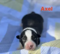 Axel- Fluffy, a male Cardigan Welsh Corgi for sale in Nashville, AR – 4 of 5