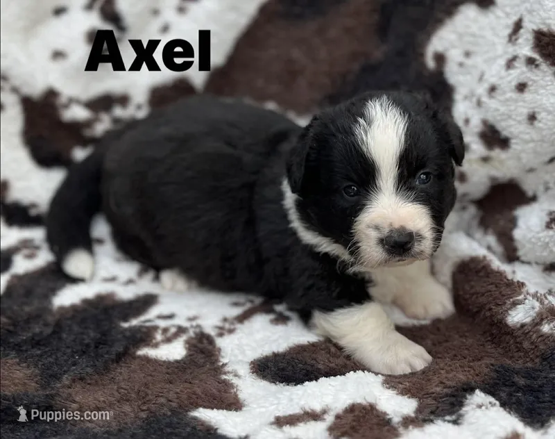 Axel- Fluffy – Cardigan Welsh Corgi puppy for sale in Nashville, AR