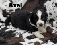 Axel- Fluffy, a male Cardigan Welsh Corgi for sale in Nashville, AR – 1 of 5