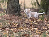 Joy, a female Miniature Dachshund for sale in Nashville, AR – 8 of 9
