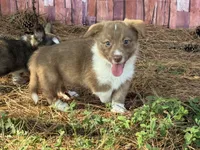 Live brindle , a male Cardigan Welsh Corgi and Pembroke Welsh Corgi for sale in Nashville, AR – 5 of 10