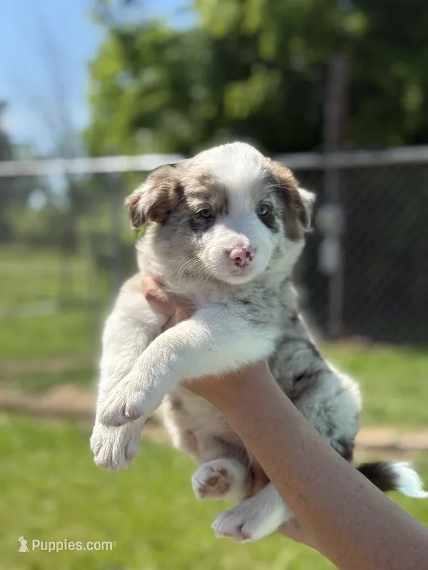 Red merle – Border Collie puppy on hold in Nashville, AR