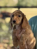 Oscar~ Dark cream , a male Miniature Dachshund for sale in Nashville, AR – 7 of 10