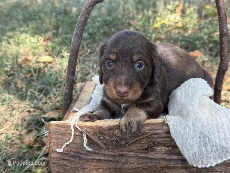 Chocolate girl  – Miniature Dachshund puppy for sale in Nashville, AR
