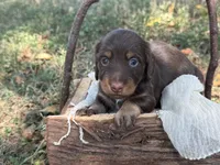 Chocolate girl , a female Miniature Dachshund for sale in Nashville, AR – 1 of 6