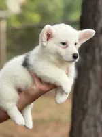 Mismark Bluie, a male Pembroke Welsh Corgi for sale in Nashville, AR – 4 of 5