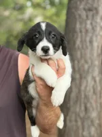 Brindle girl , a female Cardigan Welsh Corgi and Pembroke Welsh Corgi for sale in Nashville, AR – 3 of 10