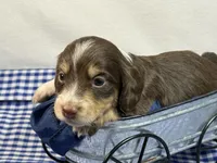 Choc n cream , a female Miniature Dachshund for sale in Nashville, AR – 3 of 4