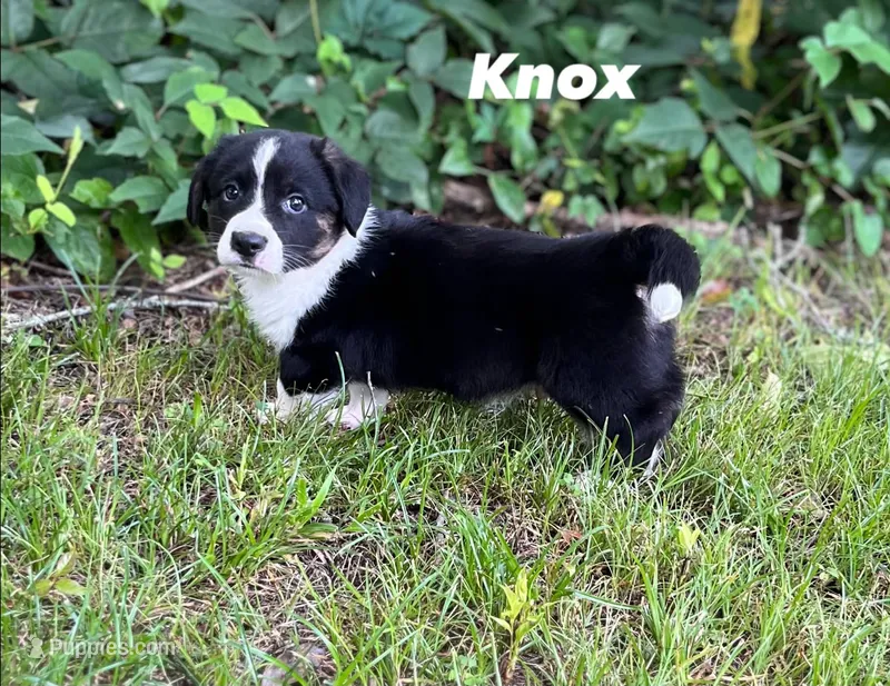 Knox – Cardigan Welsh Corgi puppy for sale in Nashville, AR