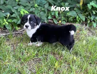 Knox, a male Cardigan Welsh Corgi for sale in Nashville, AR – 1 of 9