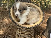 Sable bluie fluff AKC, a female Pembroke Welsh Corgi for sale in Nashville, AR – 5 of 5