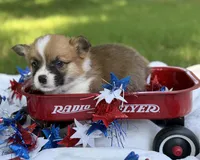 Fluff carrier, a male Pembroke Welsh Corgi for sale in Nashville, AR – 6 of 9
