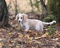 Joy, a female Miniature Dachshund for sale in Nashville, AR – 1 of 9