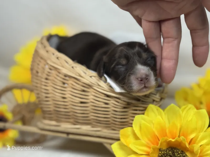 Chocolate girl – Miniature Dachshund puppy for sale in Nashville, AR