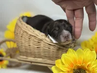Chocolate girl, a female Miniature Dachshund for sale in Nashville, AR – 1 of 5