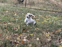 Joy, a female Miniature Dachshund for sale in Nashville, AR – 7 of 9