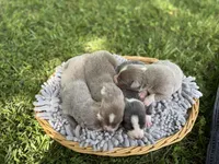 Dilute Boy, a male Border Collie for sale in Nashville, AR – Photo 3 of 3